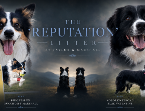 The Reputation Litter