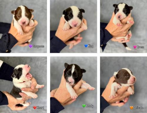 The Reputation Litter
